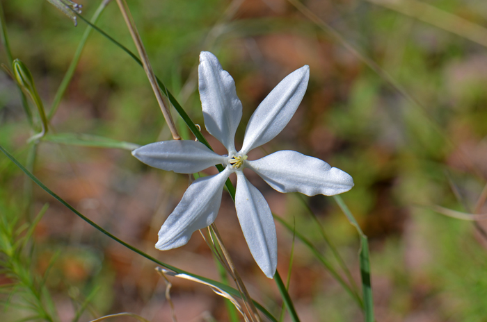 Mexican Star blooms from August to September and grows at elevations between 3,300 and 8,900 feet. Mexican Star is included here as a possible find in desert transition areas. Milla biflora 